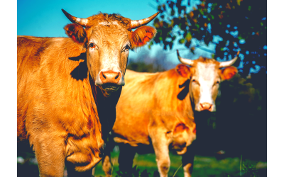 Bovino dal mondo