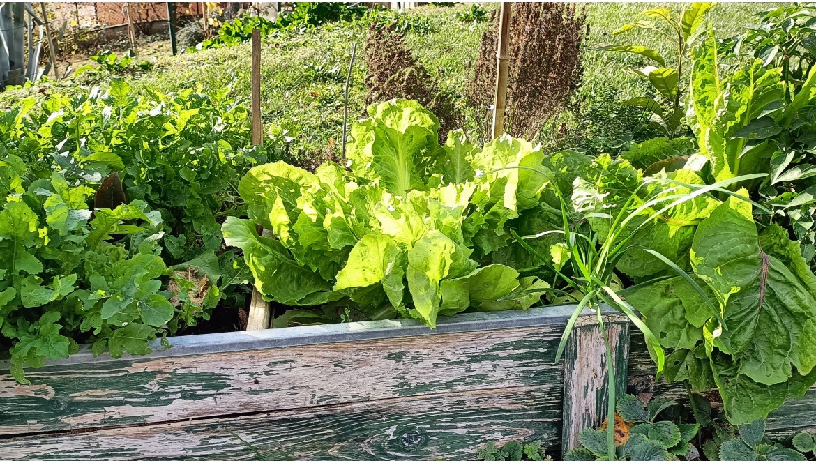 Coltivare Insalata a Casa: Una Guida Completa