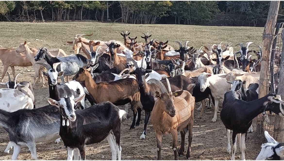 Capre Come Animali Domestici: Compagne Sorprendenti e Benefici per la Vita Domestica